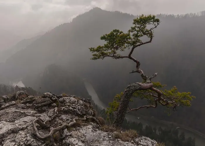 Hébergement de vacances Porebowka Szczawnica